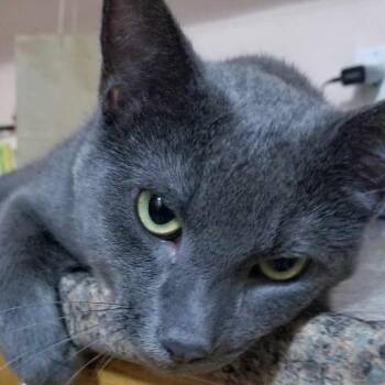 Grey -  Russian Blue Cat for Adoption in Chicago, Illinois - Grey | PetCurious