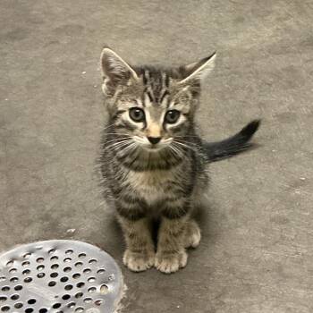 Storm -  Domestic Short Hair Cat for Adoption in Waynesburg, Pennsylvania - Storm | PetCurious