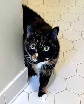 Rescue Calico Cats for Adoption in Theodore, Alabama - Muffin | PetCurious