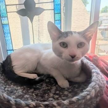 Lavendar - Confident & Loving -  Domestic Short Hair Cat for Adoption in Hamilton, Ontario - Lavendar - Confident & Loving | PetCurious