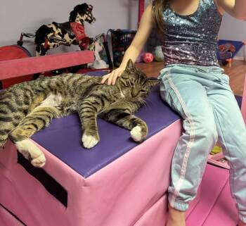 American Wirehair Cats Available for Adoption - Lucky | PetCurious