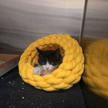 Zucchini -  Domestic Medium Hair Cat for Adoption in Los Angeles, California - Zucchini | PetCurious