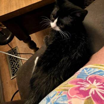 Clover -  Domestic Short Hair Cat for Adoption in Grantsville, Utah - Clover | PetCurious