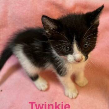 American Shorthair Cats Available for Adoption in Paulina, Louisiana - Twinkie | PetCurious