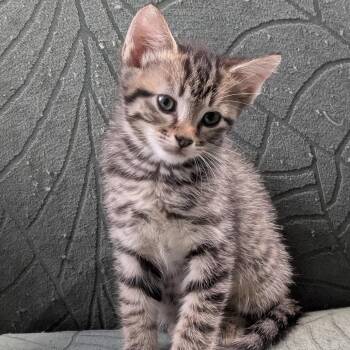 Duncan -  Domestic Short Hair Cat for Adoption in Raleigh, North Carolina - Duncan | PetCurious
