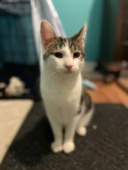 Aiden -  Domestic Short Hair Cat for Adoption in Mokena, Illinois - Aiden | PetCurious