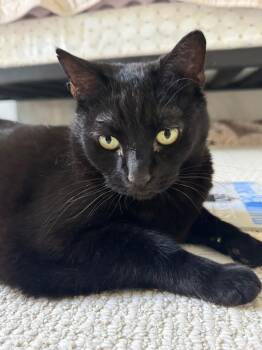 Rescue Bombay Cats for Adoption in Santa Monica, California - Mischa | PetCurious