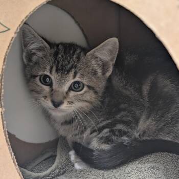 Kindle -  Domestic Short Hair Cat for Adoption in Reno, Nevada - Kindle | PetCurious
