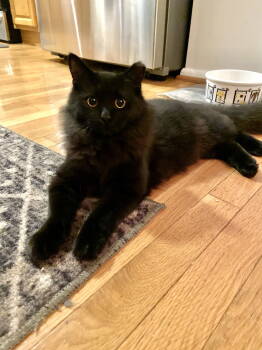 Rescue Domestic Medium Hair Cats for Adoption in Alexandria, Virginia - Luca - KITTEN In Foster | PetCurious