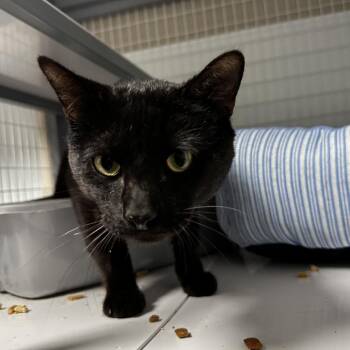 Majesty -  Domestic Short Hair Cat for Adoption in Blue Ridge, Georgia - Majesty | PetCurious