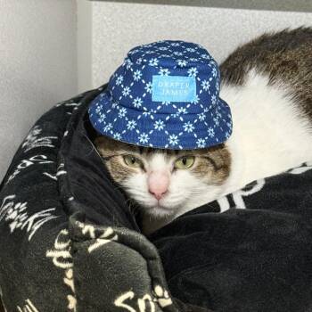 Lu -  Domestic Short Hair Cat for Adoption in Washougal, Washington - Lu | PetCurious
