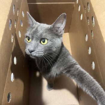 Cloud -  Domestic Short Hair Cat for Adoption in Tampa, Florida - Cloud | PetCurious
