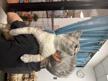 Rescue Siamese Cats for Adoption in Palmetto, Florida - Chai | PetCurious