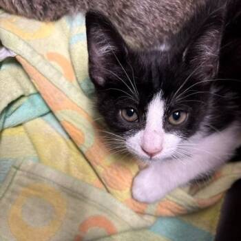 Razzle - Chow Hound Northland -  Domestic Short Hair Cat for Adoption in Grand Rapids, Michigan - Razzle - Chow Hound Northland | PetCurious