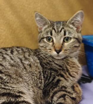 Cheyenne -  Domestic Short Hair Cat for Adoption in Williamsburg, Virginia - Cheyenne | PetCurious