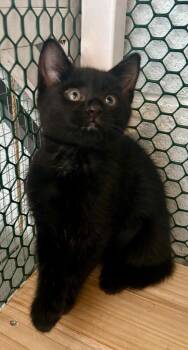 Bjorn -  Domestic Short Hair Cat for Adoption in Cottonwood, Arizona - Bjorn | PetCurious