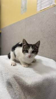 Brock -  Domestic Short Hair Cat for Adoption in Honolulu, Hawaii - Brock | PetCurious