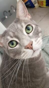 Ashes -  Domestic Short Hair Cat for Adoption in Pocatello, Idaho - Ashes | PetCurious
