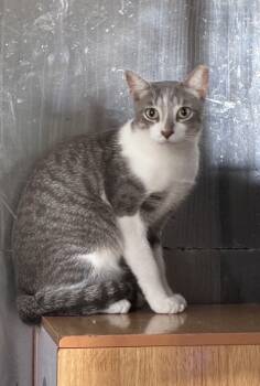 Rescue Domestic Short Hair and Tabby Cats for Adoption in Randolph, Massachusetts - Stunning Sterling | PetCurious