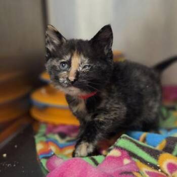 Ms. Pacman -  Domestic Short Hair Cat for Adoption in Westland, Michigan - Ms. Pacman | PetCurious