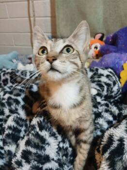 Liam Mckneady -  Domestic Short Hair and Tabby Cat for Adoption in Chandler, Arizona - Liam Mckneady | PetCurious