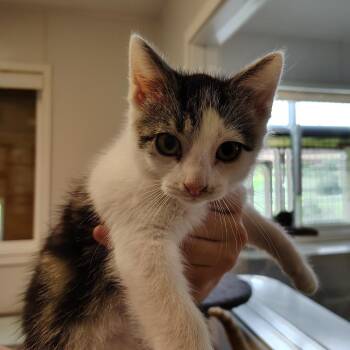 Fajita -  Domestic Short Hair Cat for Adoption in Indiana, Pennsylvania - Fajita | PetCurious