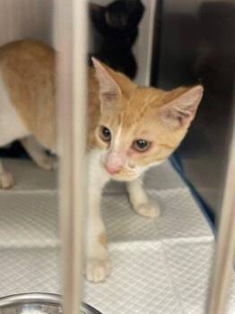Rhette -  Domestic Short Hair Cat for Adoption in Jackson, Louisiana - Rhette | PetCurious