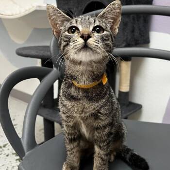Flora -  Domestic Short Hair Cat for Adoption in Yucca Valley, California - Flora | PetCurious
