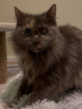 Domestic Medium Hair Cats Available for Adoption in Rutherfordton, North Carolina - Cora | PetCurious