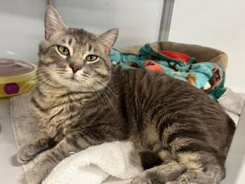 Krispy Kreme -  Domestic Short Hair Cat Available for Adoption in Raleigh, North Carolina - Krispy Kreme | PetCurious