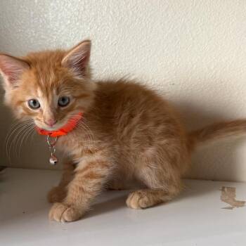 Diego -  Domestic Long Hair Cat for Adoption in Lander, Wyoming - Diego | PetCurious