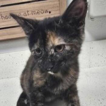 Fresca -  Domestic Short Hair Cat for Adoption in Bullhead City, Arizona - Fresca | PetCurious