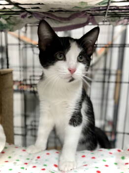 Rescue Domestic Short Hair Cats for Adoption in Estherville, Iowa - Moo | PetCurious