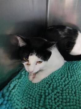 Jade -  Domestic Short Hair Cat for Adoption in Largo, Florida - Jade | PetCurious