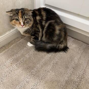 Domestic Medium Hair Cats Available for Adoption in League City, Texas - Pepper | PetCurious
