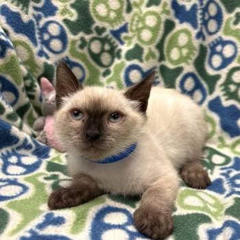 HONEYBUN -  Domestic Short Hair Cat for Adoption in Rancho Cucamonga, California - HONEYBUN | PetCurious