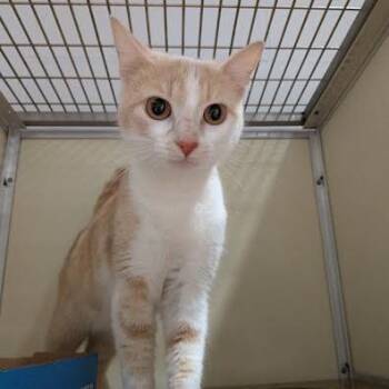 Sandy -  Domestic Short Hair Cat for Adoption in Jeffersonville, Indiana - Sandy | PetCurious
