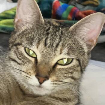 Baby Girl -  Domestic Short Hair Cat for Adoption in Liverpool, Texas - Baby Girl | PetCurious