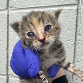 Daisy -  Domestic Short Hair Cat for Adoption in West Olive, Michigan - Daisy | PetCurious