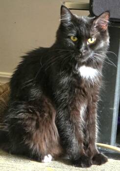 TeeVee -  Maine Coon and Domestic Medium Hair Cat for Adoption in Hamilton, Ontario - TeeVee | PetCurious