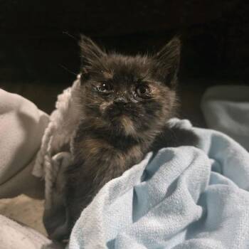 Margaret -  Domestic Short Hair Cat for Adoption in Klamath Falls, Oregon - Margaret | PetCurious