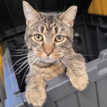 Domestic Short Hair Cats Available for Adoption - Merlin | PetCurious