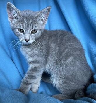 Honeybee -  Tabby Cat for Adoption in Hood River, Oregon - Honeybee | PetCurious