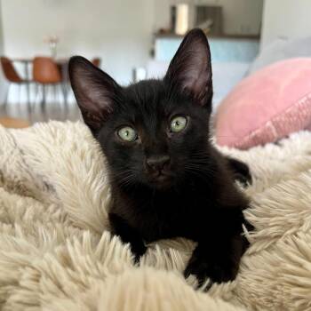 Baloo -  Domestic Short Hair Cat Available for Adoption in San Diego, California - Baloo | PetCurious