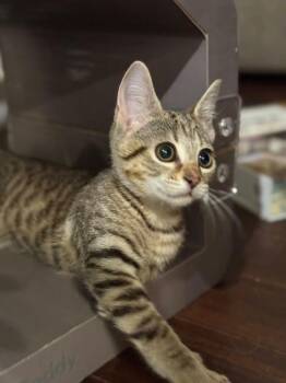 Venelli -  Domestic Short Hair Cat for Adoption in Evans, Georgia - Venelli | PetCurious