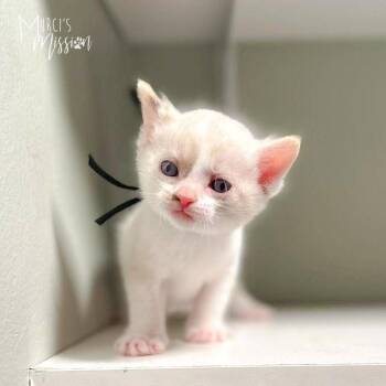 Blaze -  Domestic Short Hair Cat for Adoption in Spokane, Washington - Blaze | PetCurious