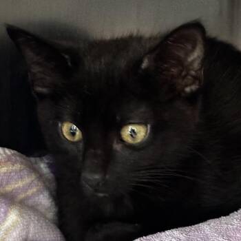 Tea -  Domestic Short Hair Cat for Adoption in Chicago, Illinois - Tea | PetCurious