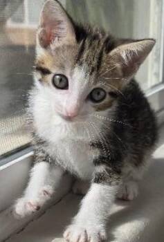 Rescue Domestic Short Hair Cats for Adoption in West Hollywood, California - Aspen | PetCurious