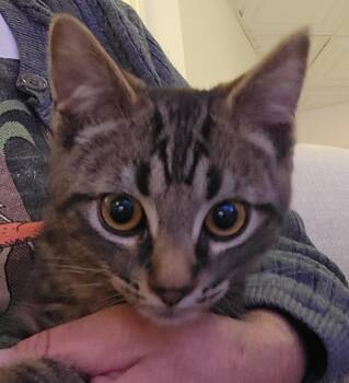 Rescue Domestic Short Hair Cats for Adoption in Concord Farr, Tennessee - Tapioca | PetCurious