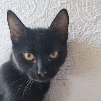 Domestic Short Hair Cats Available for Adoption - Finn | PetCurious